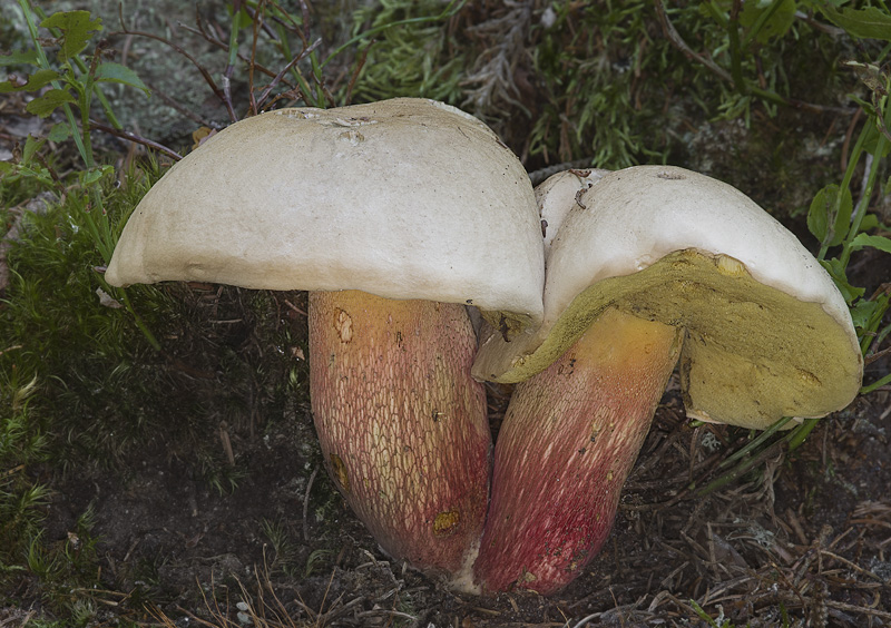 Boletus calopus